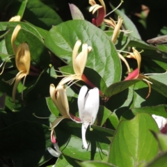 Lonicera japonica at Conder, ACT - 10 Nov 2022