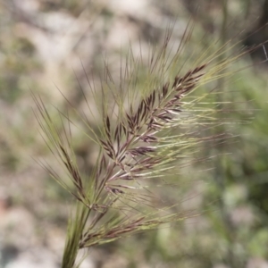 Austrostipa densiflora at Michelago, NSW - 10 Nov 2020