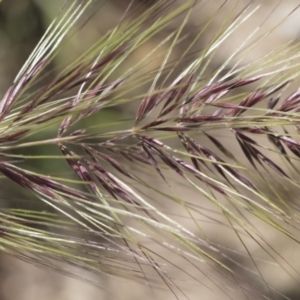 Austrostipa densiflora at Michelago, NSW - 10 Nov 2020