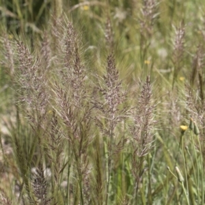 Austrostipa densiflora at Michelago, NSW - 10 Nov 2020