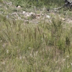 Austrostipa densiflora at Michelago, NSW - 10 Nov 2020