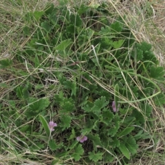 Geranium antrorsum (Rosetted Cranesbill) at Dry Plain, NSW - 17 Nov 2018 by AndyRoo