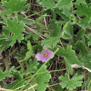 Geranium antrorsum at Dry Plain, NSW - 17 Nov 2018 11:18 AM