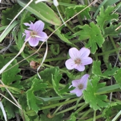 Geranium antrorsum at Dry Plain, NSW - 17 Nov 2018 11:18 AM