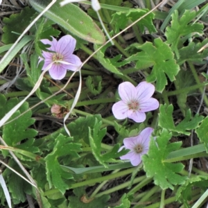 Geranium antrorsum at Dry Plain, NSW - 17 Nov 2018