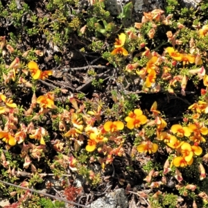 Dillwynia prostrata at Dry Plain, NSW - 17 Nov 2018 11:32 AM