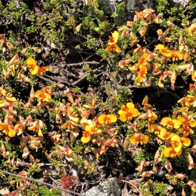 Dillwynia prostrata (Matted Parrot-pea) at Dry Plain, NSW - 17 Nov 2018 by AndyRoo