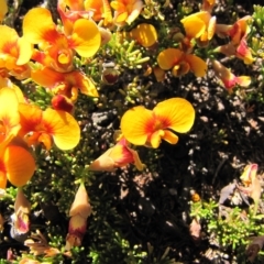 Dillwynia prostrata at Dry Plain, NSW - 17 Nov 2018