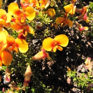 Dillwynia prostrata at Dry Plain, NSW - 17 Nov 2018 11:32 AM