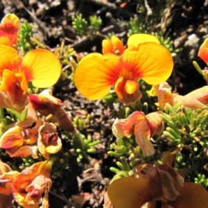 Dillwynia prostrata at Dry Plain, NSW - 17 Nov 2018 11:32 AM