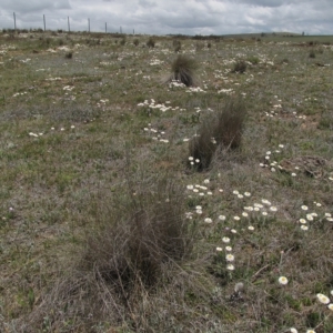 Leucochrysum albicans subsp. tricolor at Dry Plain, NSW - 17 Nov 2018