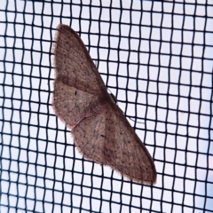 Scopula optivata (Varied Wave) at Hawker, ACT - 1 May 2023 by sangio7