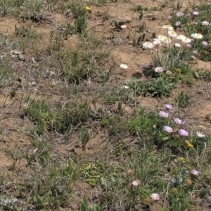 Calotis glandulosa at Dry Plain, NSW - 17 Nov 2018