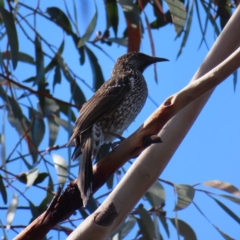 Anthochaera chrysoptera (Little Wattlebird) at Ku-ring-gai Chase National Park - 27 Apr 2023 by MatthewFrawley