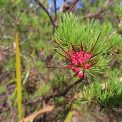 Darwinia fascicularis (Clustered Darwinia) at Ku-Ring-Gai Chase, NSW - 27 Apr 2023 by MatthewFrawley