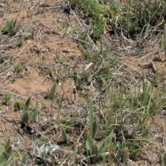 Plantago varia (Native Plaintain) at Dry Plain, NSW - 17 Nov 2018 by AndyRoo