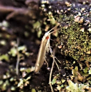 Acrocercops laciniella at Aranda, ACT - 2 May 2023 04:12 PM