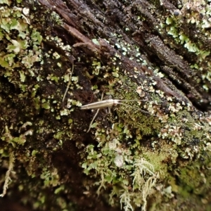 Acrocercops laciniella at Aranda, ACT - 2 May 2023 04:12 PM