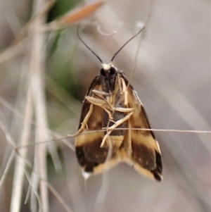 Halone sejuncta at Aranda, ACT - 2 May 2023 04:24 PM