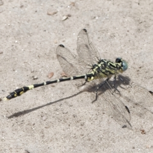 Austrogomphus cornutus at Tharwa, ACT - 13 Dec 2020