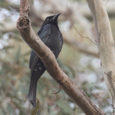 Dicrurus bracteatus (Spangled Drongo) at Acton, ACT - 3 May 2023 by rawshorty