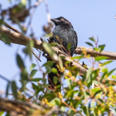 Dicrurus bracteatus (Spangled Drongo) at Acton, ACT - 3 May 2023 by JohnHurrell