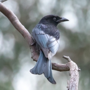 Dicrurus bracteatus at Acton, ACT - 3 May 2023