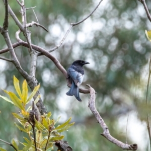 Dicrurus bracteatus at Acton, ACT - 3 May 2023