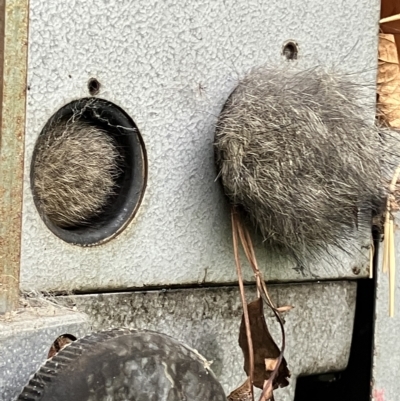 Trichosurus vulpecula (Common Brushtail Possum) at Griffith, ACT - 3 May 2023 by KL