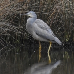 Egretta novaehollandiae (White-faced Heron) at Mallacoota, VIC - 29 Apr 2023 by GlossyGal