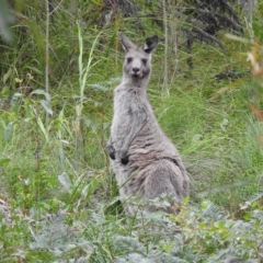 Macropus giganteus (Eastern Grey Kangaroo) at Mallacoota, VIC - 29 Apr 2023 by GlossyGal