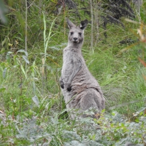 Macropus giganteus at Mallacoota, VIC - 29 Apr 2023 12:32 PM