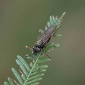 Chiromyza sp. (genus) at O'Connor, ACT - 27 Feb 2023