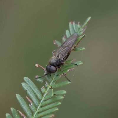 Chiromyza sp. (genus) (A soldier fly) at Dryandra St Woodland - 27 Feb 2023 by ConBoekel