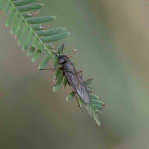 Chiromyza sp. (genus) at O'Connor, ACT - 27 Feb 2023