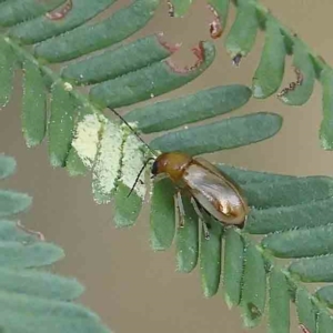 Galerucini sp. (tribe) at O'Connor, ACT - 27 Feb 2023 09:14 AM