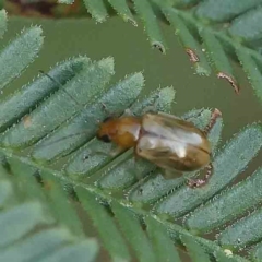 Galerucini sp. (tribe) at O'Connor, ACT - 27 Feb 2023 09:14 AM