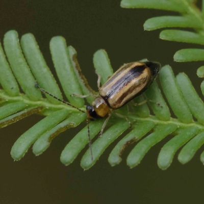 Monolepta froggatti (Leaf beetle) at O'Connor, ACT - 27 Feb 2023 by ConBoekel