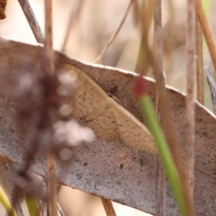 Idaea philocosma (Flecked Wave) at O'Connor, ACT - 26 Feb 2023 by ConBoekel