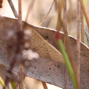 Idaea philocosma at O'Connor, ACT - 27 Feb 2023