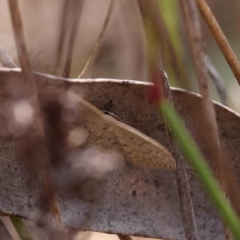 Idaea philocosma at O'Connor, ACT - 27 Feb 2023