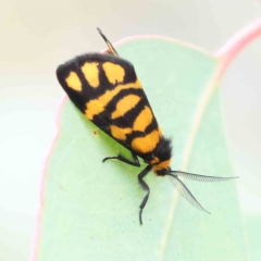 Asura lydia (Lydia Lichen Moth) at O'Connor, ACT - 26 Feb 2023 by ConBoekel