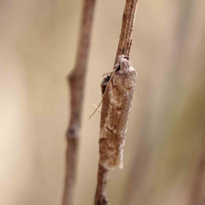 Philobota stella (A concealer moth) at O'Connor, ACT - 26 Feb 2023 by ConBoekel