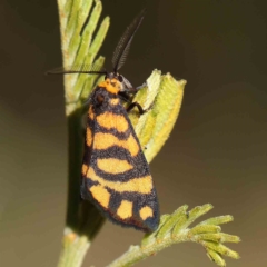 Asura lydia (Lydia Lichen Moth) at O'Connor, ACT - 27 Feb 2023 by ConBoekel