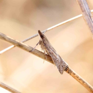 Eudonia cleodoralis at O'Connor, ACT - 27 Feb 2023 09:30 AM