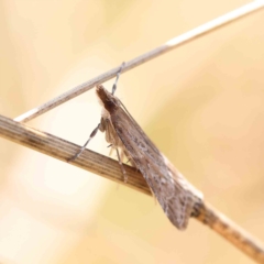 Eudonia cleodoralis at O'Connor, ACT - 27 Feb 2023 09:30 AM