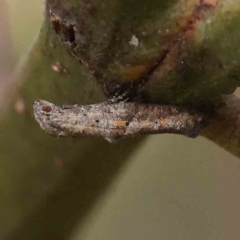 Epermenia exilis (Shark Moth (family Epermeniidae)) at O'Connor, ACT - 27 Feb 2023 by ConBoekel