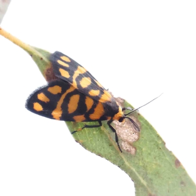 Asura lydia (Lydia Lichen Moth) at O'Connor, ACT - 27 Feb 2023 by ConBoekel