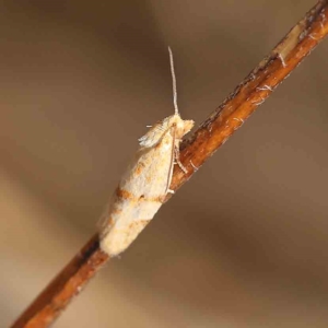 Merophyas divulsana at O'Connor, ACT - 27 Feb 2023 08:41 AM