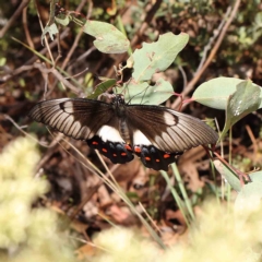 Papilio aegeus (Orchard Swallowtail, Large Citrus Butterfly) at O'Connor, ACT - 27 Feb 2023 by ConBoekel